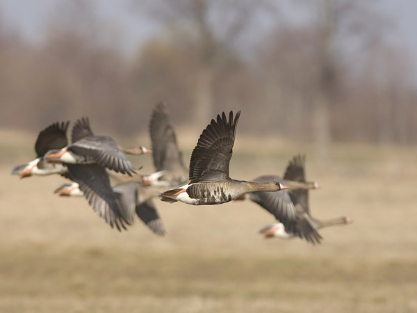Tundrahanhi, Greater White-fronted Goose, Anser albifrons