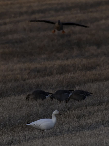 Lumihanhi, Snow Goose, Anser caerulescens