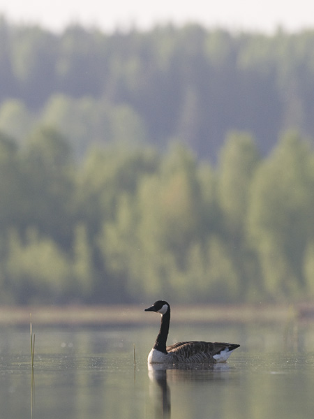 Kanadanhanhi, Canada Goose, Branta canadensis