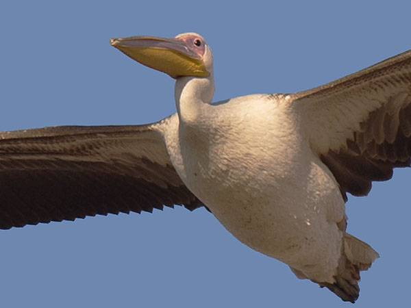 Pelikaani, Great White Pelican, Pelecanus onocrotalus