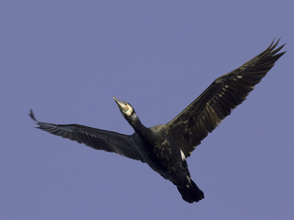 Merimetso, Great Cormorant, Phalacrocorax carbo