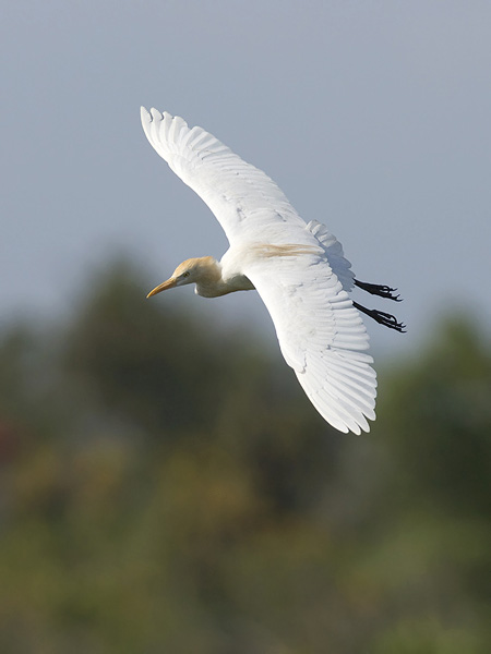 Lehmähaikara, Cattle Egret, Bubulcus ibis