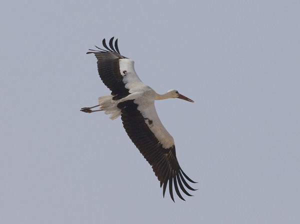 Kattohaikara, White Stork, Ciconia ciconia