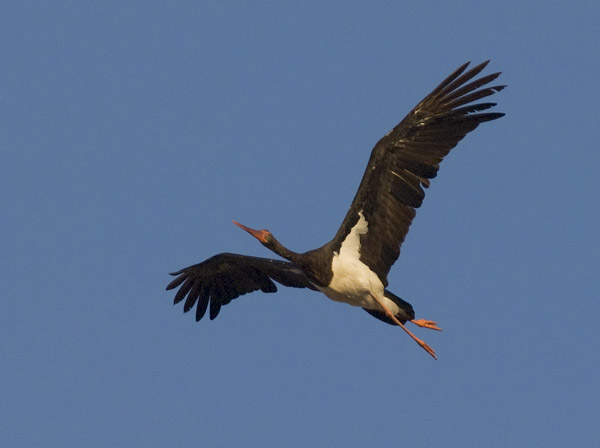 Mustahaikara, Black Stork, Ciconia nigra 