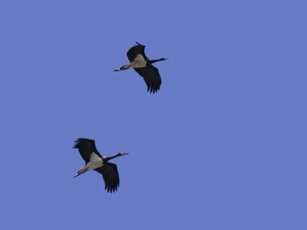 Mustahaikara, Black Stork, Ciconia nigra 