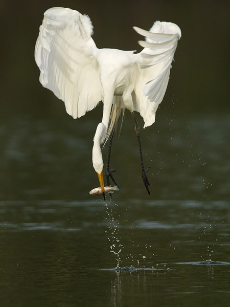 Jalohaikara, Great Egret, Egretta alba