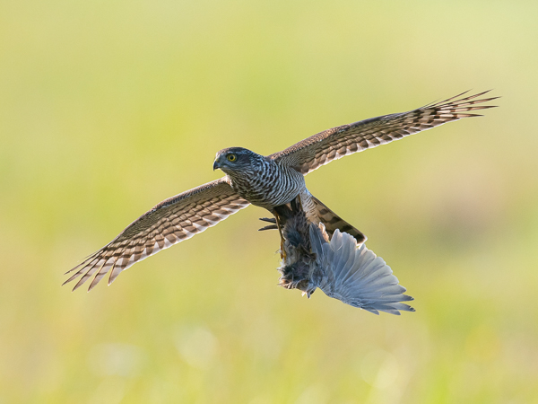 Varpushaukka, Eurasian Sparrowhawk, Accipiter nisus