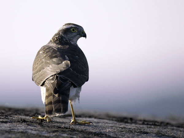 Varpushaukka, Eurasian Sparrowhawk, Accipiter nisus
