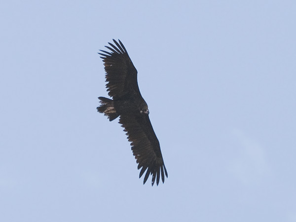 Munkkikorppikotka, Cinereous Vulture, Aegypius monachus