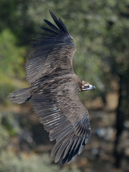 Munkkikorppikotka, Cinereous Vulture, Aegypius monachus