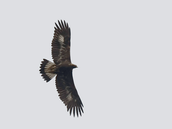 Maakotka, Golden Eagle, Aquila chrysaetos
