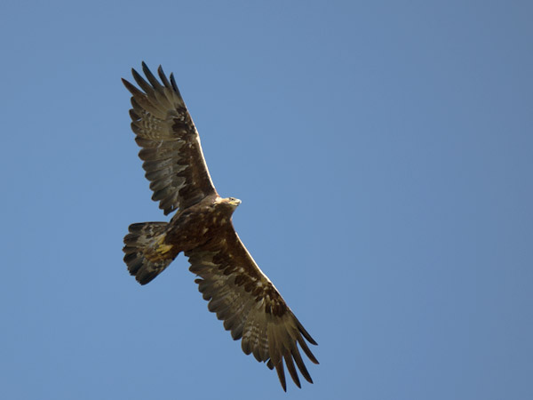 Maakotka, Golden Eagle, Aquila chrysaetos