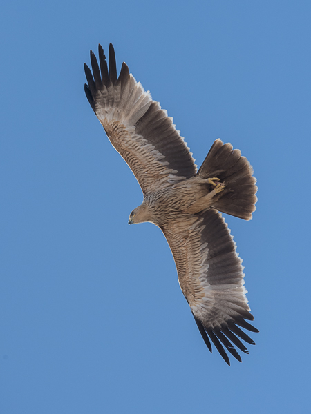 Keisarikotka, Eastern Imperial Eagle, Aquila heliaca