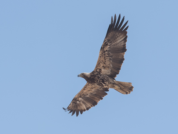 Keisarikotka, Eastern Imperial Eagle, Aquila heliaca