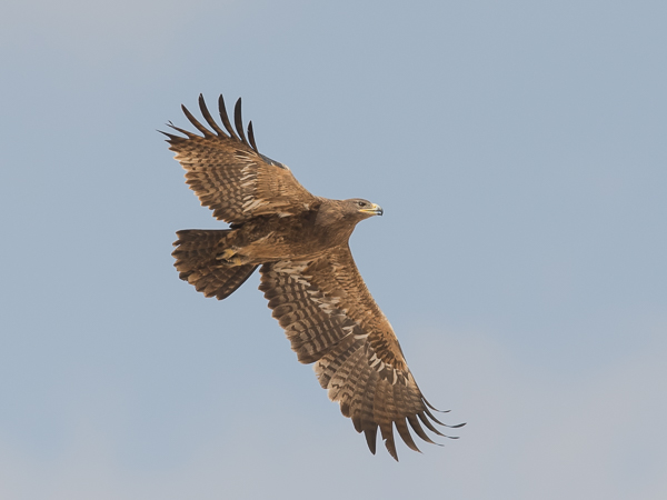 Arokotka, Steppe Eagle, Aquila nipalensis
