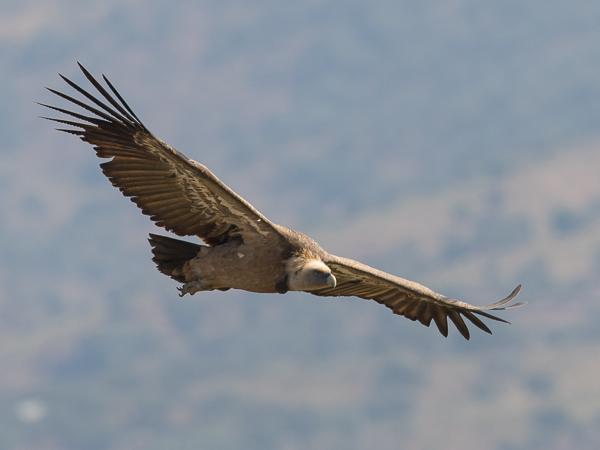 Hanhikorppikotka, Eurasian Griffon Vulture, Gyps fulvus