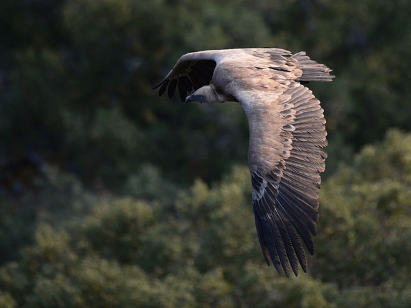 Hanhikorppikotka, Eurasian Griffon Vulture, Gyps fulvus