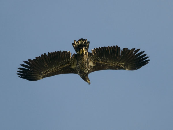 Merikotka, White-tailed Eagle, Haliaeetus albicilla