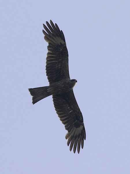 Haarahaukka, Black Kite, Milvus migrans