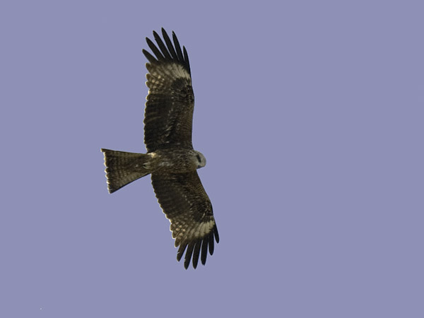 Haarahaukka, Black Kite, Milvus migrans