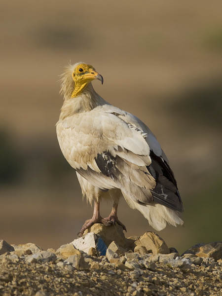 Pikkukorppikotka, Egyptian Vulture, Neophron percnopterus