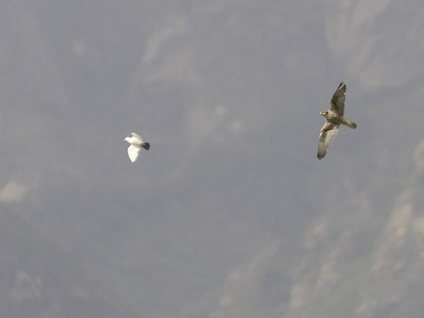 Aavikkohaukka, Saker Falcon, Falco cherrug