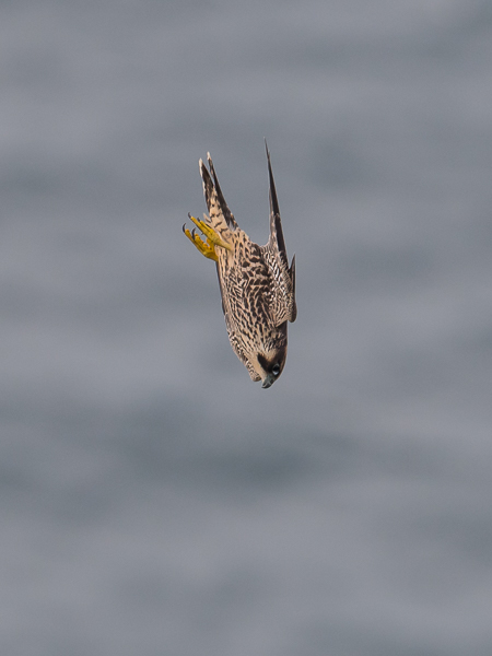 Muuttohaukka, Peregrine Falcon, Falco peregrinus