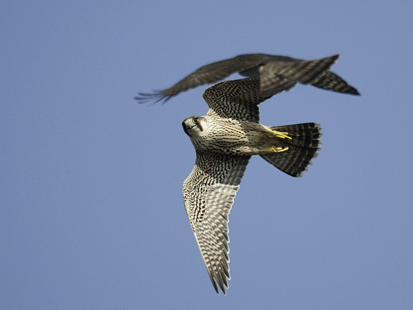 Muuttohaukka, Peregrine Falcon, Falco peregrinus