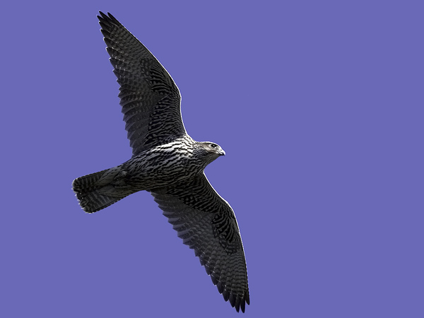 Tunturihaukka, Gyr Falcon, Falco rusticolus