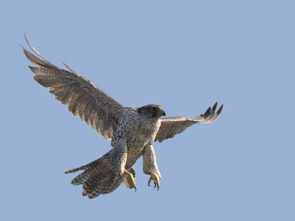 Tunturihaukka, Gyr Falcon, Falco rusticolus