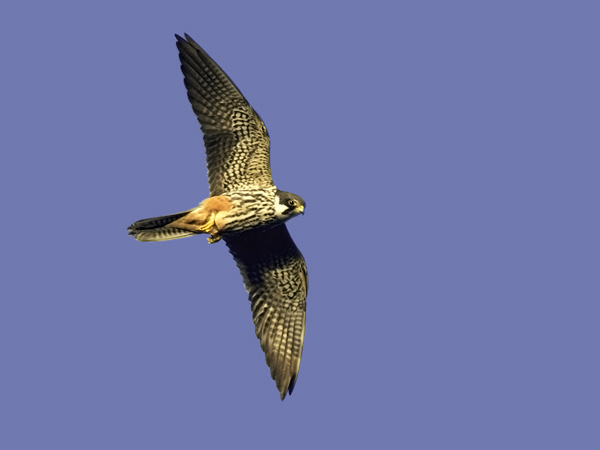 Nuolihaukka, Eurasian Hobby, Falco subbuteo