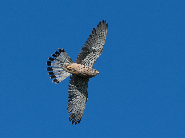 Tuulihaukka, Common Kestrel, Falco tinnunculus