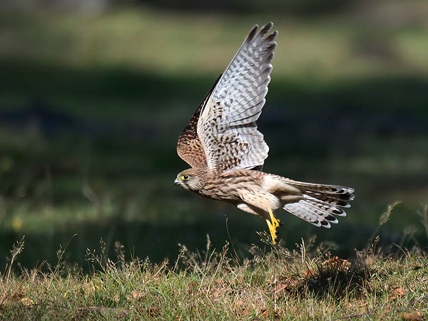 Tuulihaukka, Common Kestrel, Falco tinnunculus