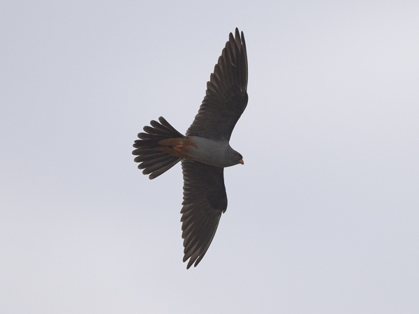 Punajalkahaukka, Red-footed Falcon, Falco vespertinus