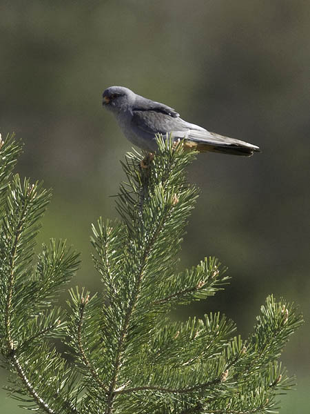 Punajalkahaukka, Red-footed Falcon, Falco vespertinus