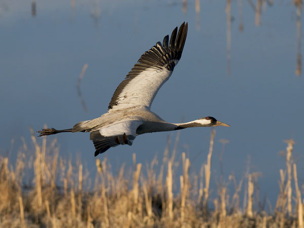 Kurki, Common Crane, Grus grus