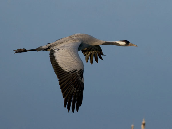 Kurki, Common Crane, Grus grus