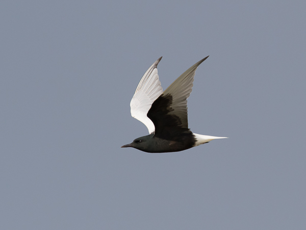 Valkosiipitiira, White-winged Tern, Chlidonias leucopterus