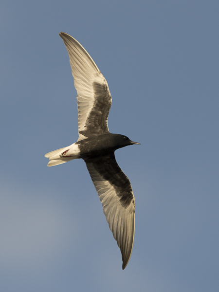 Valkosiipitiira, White-winged Tern, Chlidonias leucopterus
