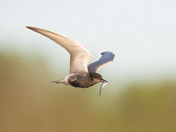 Mustatiira, Black Tern, Chlidonias niger