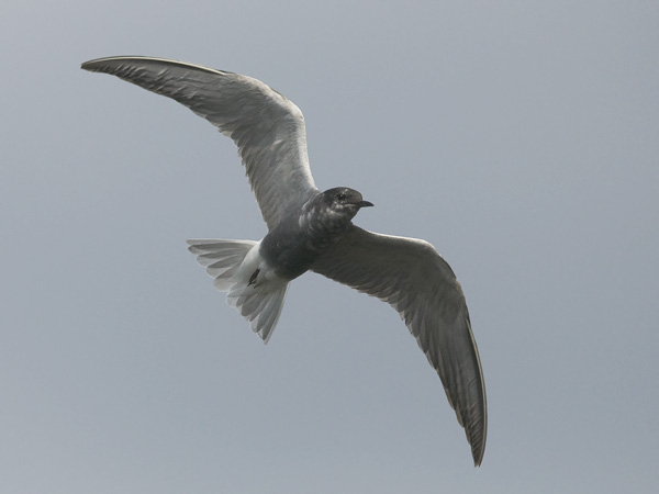 Mustatiira, Black Tern, Chlidonias niger