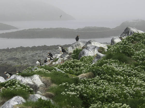Lunni, Atlantic Puffin, Fratercula arctica