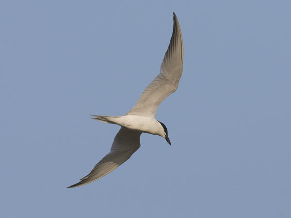 Hietatiira, Gull-billed Tern, Gelochelidon nilotica