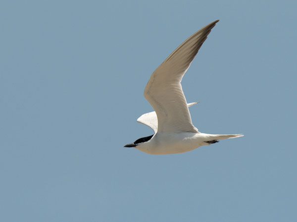 Hietatiira, Gull-billed Tern, Gelochelidon nilotica