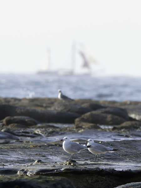 Välimerenlokki, Audoin´s Gull, Larus audoinii