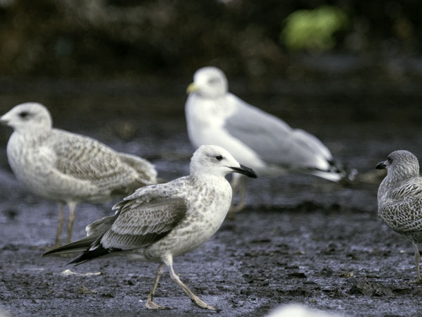 Aroharmaalokki, Caspian Gull, Larus cachinnans
