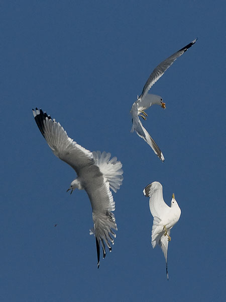 Kalalokki, Mew Gull, Larus canus