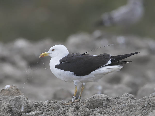 Selkälokki, Lesser Black-backed Gull, Larus fuscus