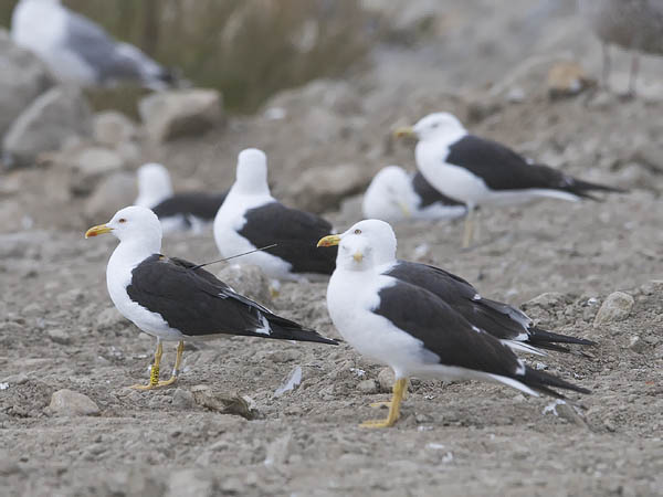 Selkälokki, Lesser Black-backed Gull, Larus fuscus
