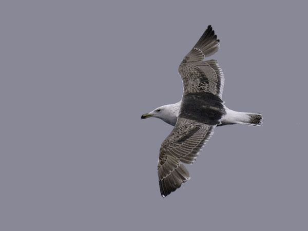 Merilokki, Great Black-backed Gull, Larus marinus